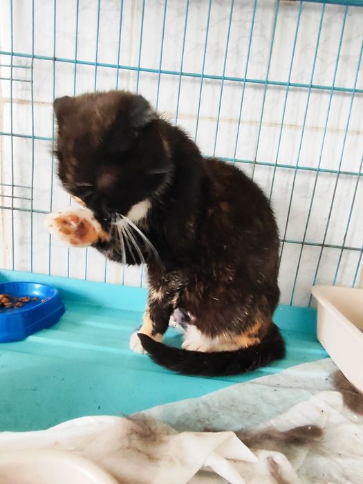 Кошка на пристройство .