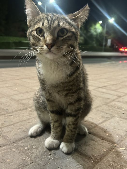 Котик мальчик, молодой!
