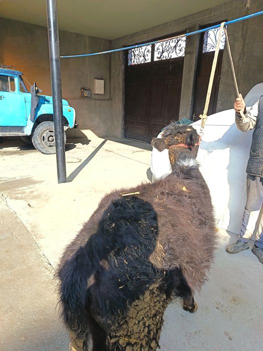 Gunajin sotiladi narxini kelishamiz