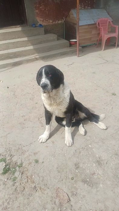 Vând  mascul asia central  vârsta 1 an