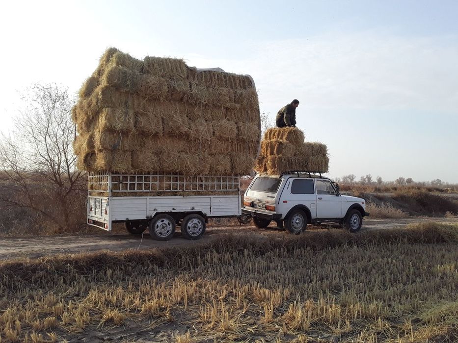 Mashina zur ozim xayadab yurgan