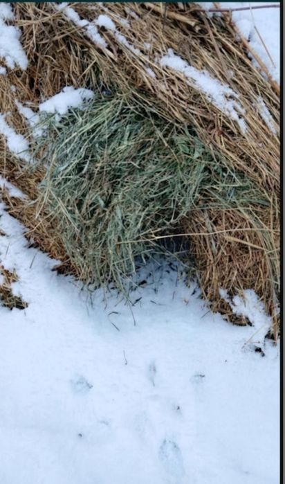 Продам сено в рулонах