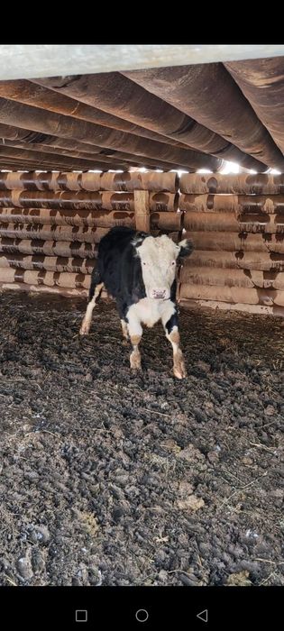 Бұқа сатылады  .