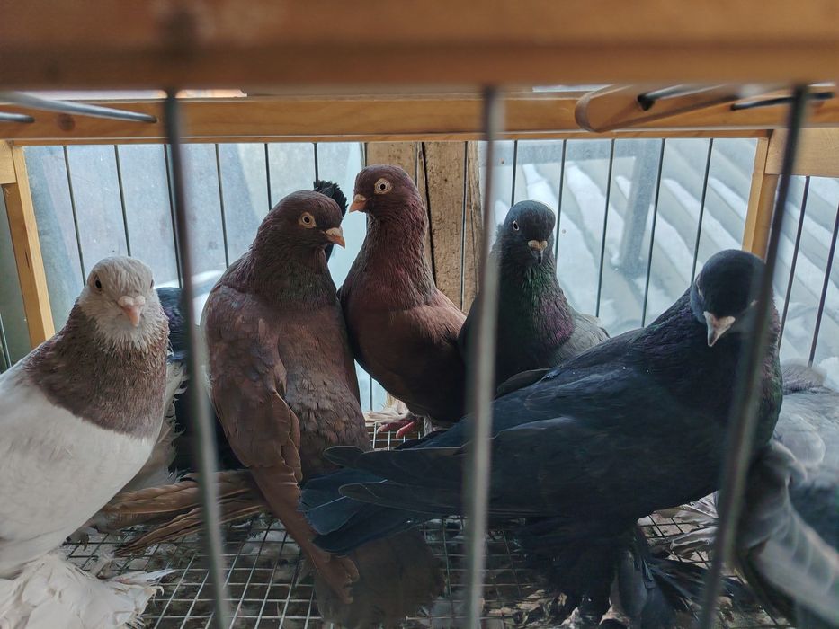 Продам голубей оптом