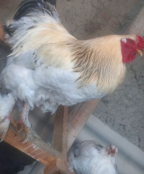 Брама гигант уругланган 100 %