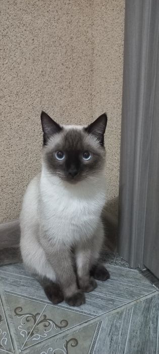 Кошка хороший гарантия