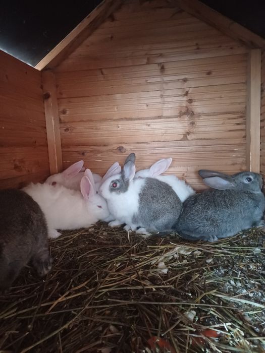 Iepuri de carne  2 luni si jumatate