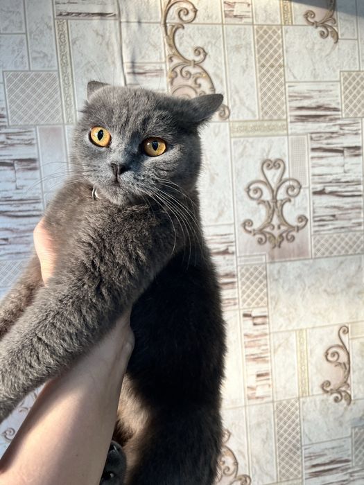 Скоттиш Страйт мальчик