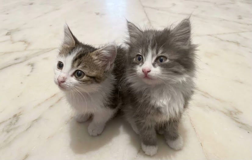 Отдаём котят в добрые руки.