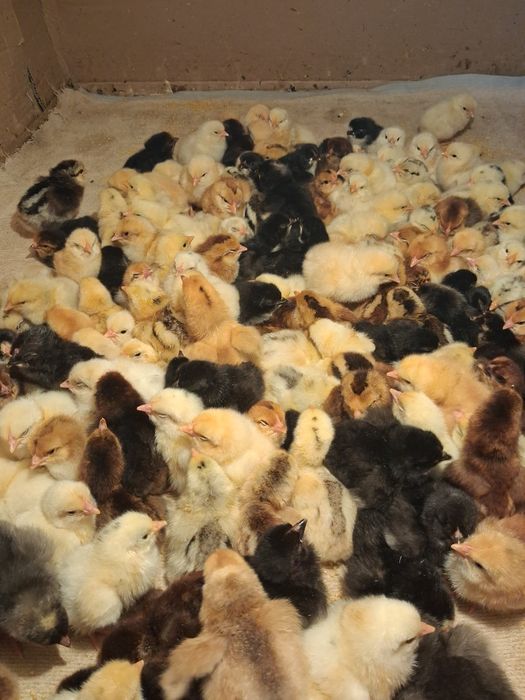 Продам домашних цыплят