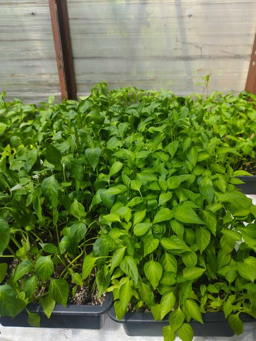 Продам рассаду перец, баклажаны,капуста