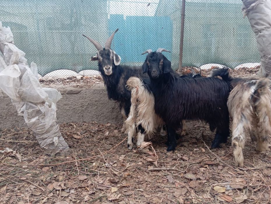 Эчки сотилади ейиши яхши соглом