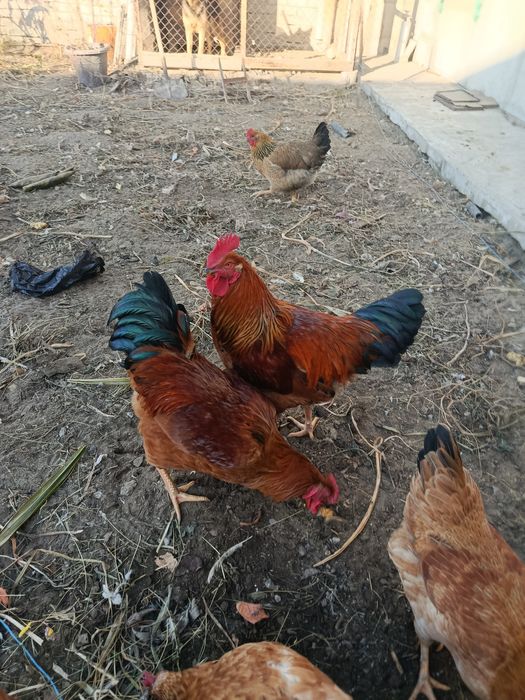 Обмен на курочку