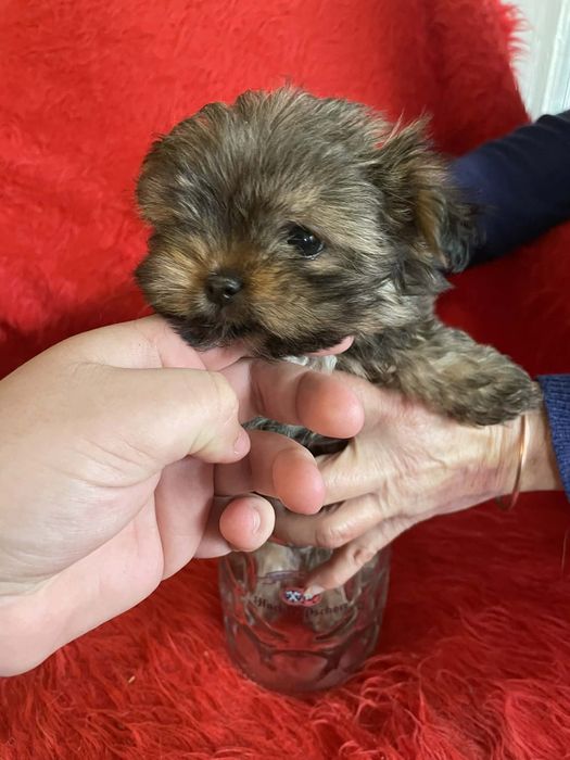 Здравейте продавам три малки Йоркита