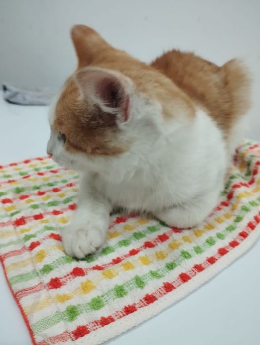 Отдам котёнка в добрые руки