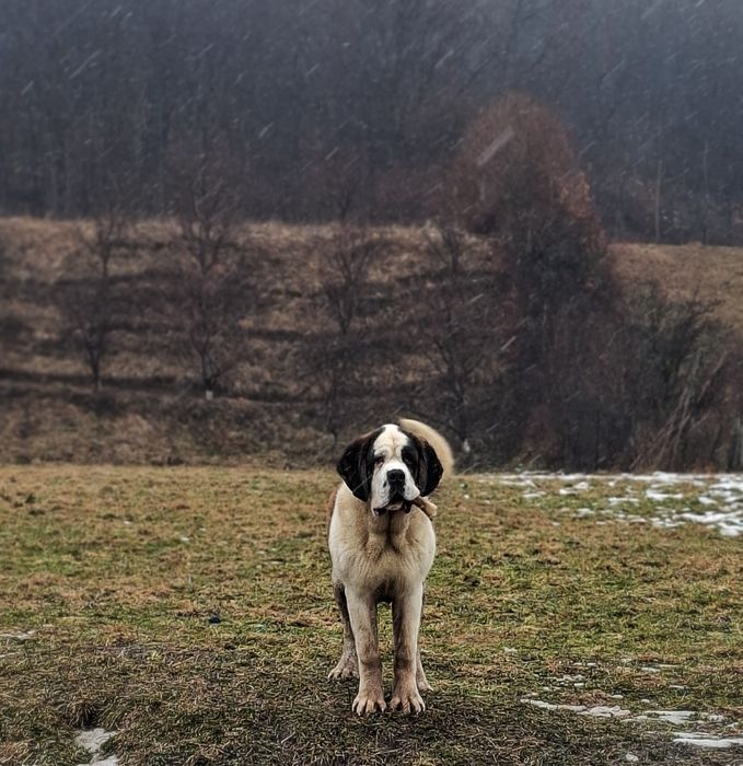 Femela de Saint Bernard cu Pedigree