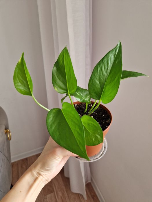 Эпипремнум золотистый от 500 тг