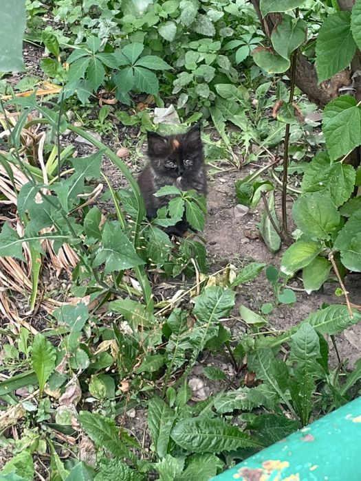 Котята маленькие