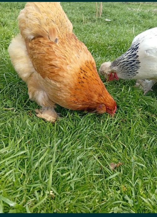 Дакан куланги сотилади брамаям бор