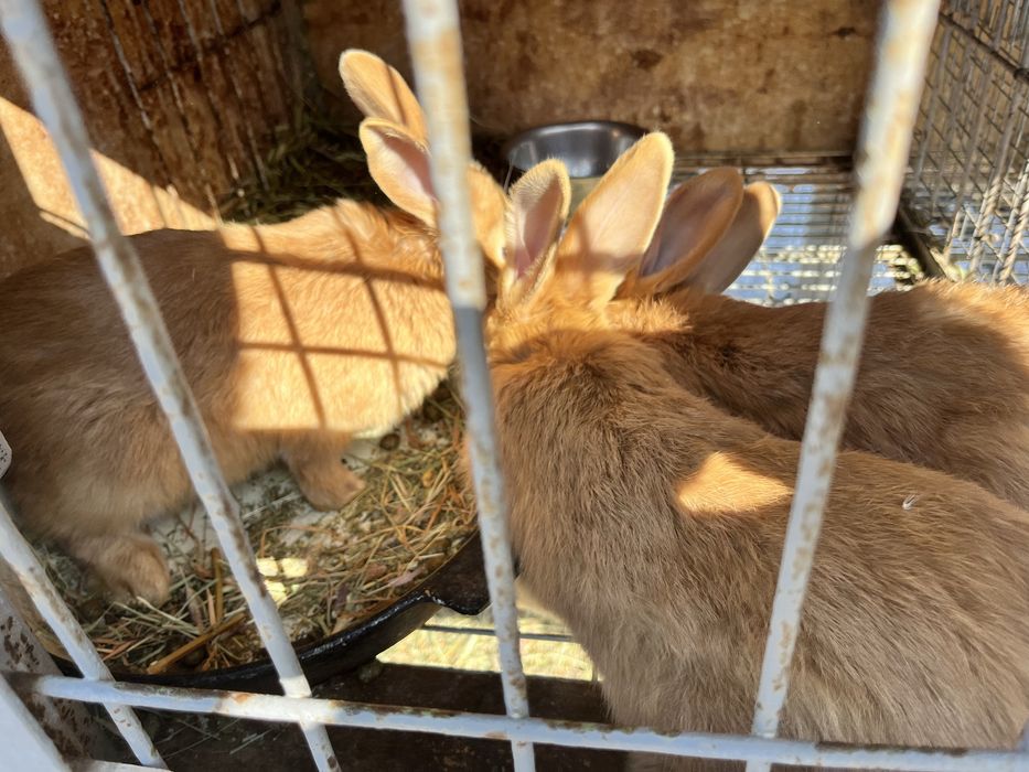 Продам молодых самок