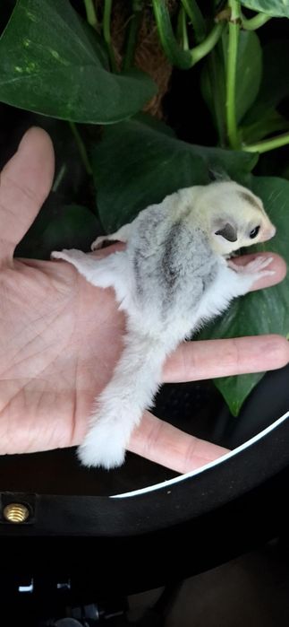 Sugar glider (veverița zburătoare, planor de zahar)