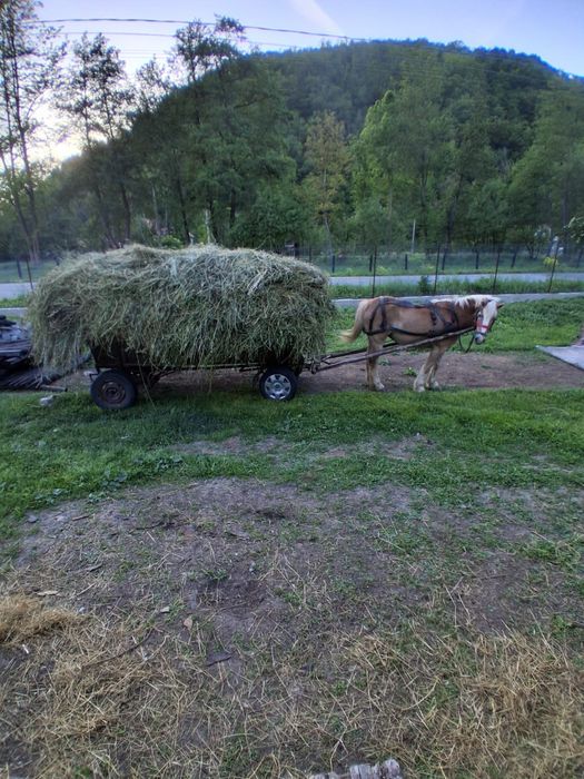 iapă de vânzare.
