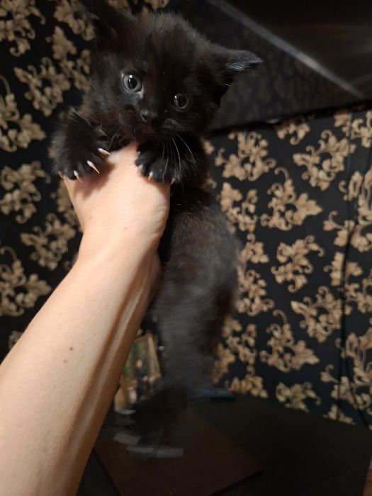 Отдадим даром котят