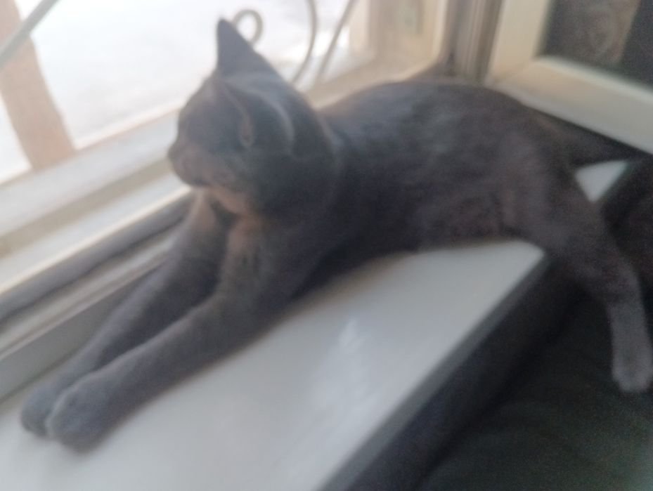 Mushuk sotiladi aqilli