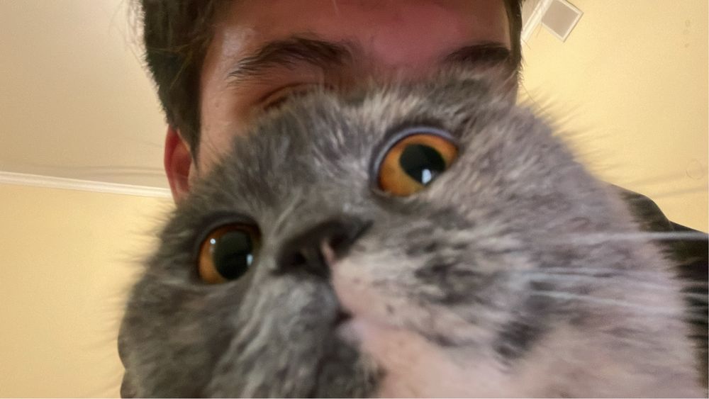 Британски висалухий