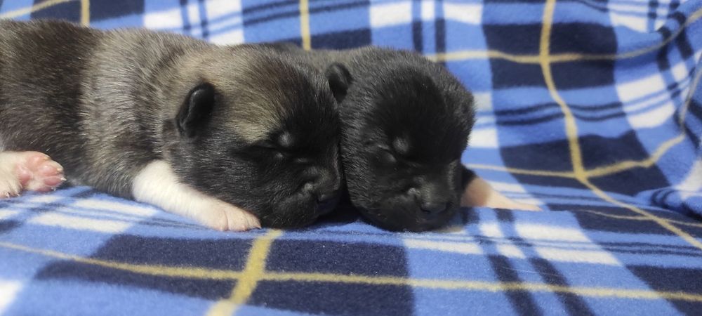 Щенки Американской акиты