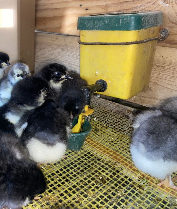 Pui araucana si australorp