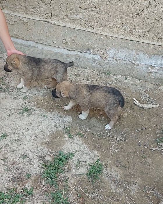 Күшіктер сатылады .Щенки