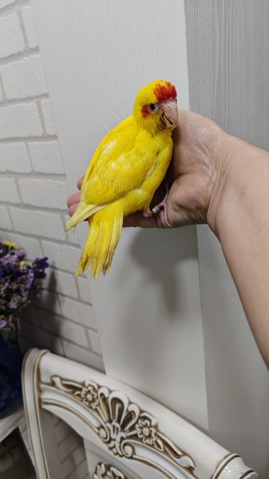 Продаётся птенец попугая Какарика