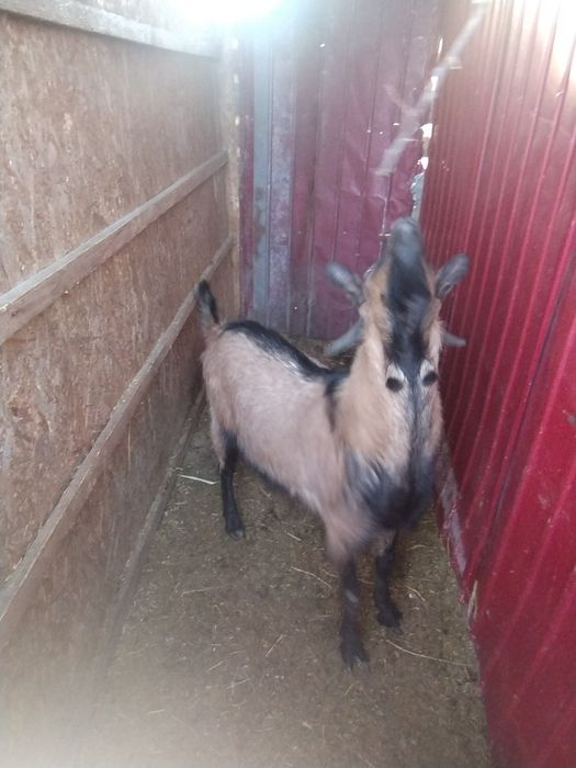 Țap rasa Alpină franceză