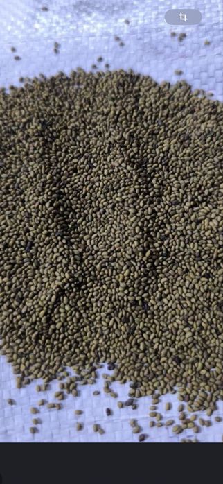 Сапалы Джеа жоңышқа ұрығын сатамыз