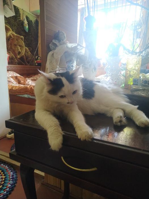 Отдам кота в хорошие руки