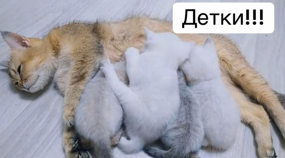 Продам котят породистые