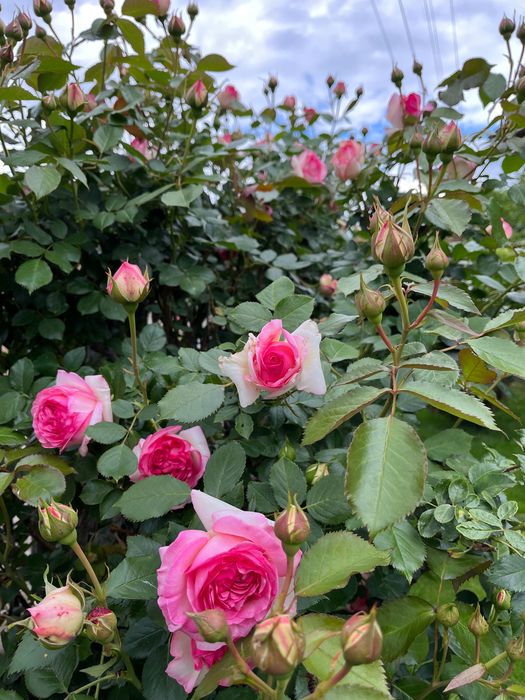Trandafir urcator Eden Rose