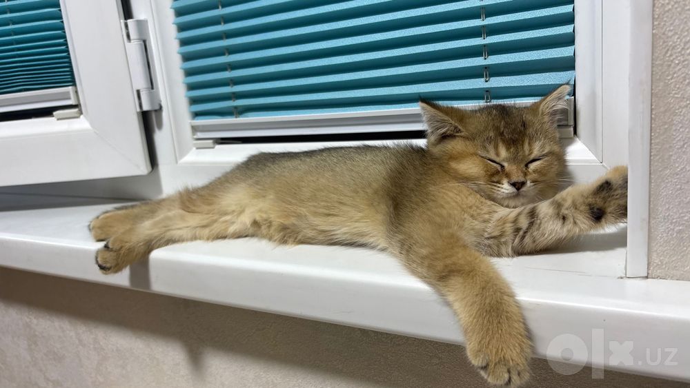 Котенок Породистый