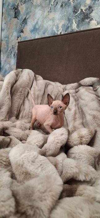 Котятки Донские Сфинксы.