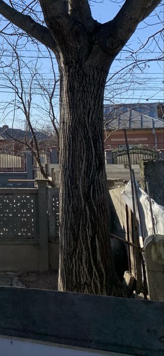 Trunchi de nuc taiat