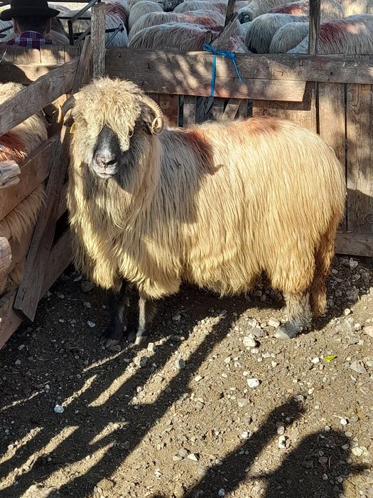 Vand patru oii și trei berbecuți bocălăi