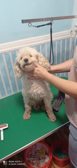 Стрижка, вычес, экспресс линька, купка и выгул животных