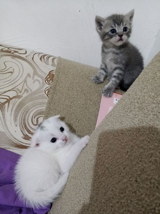 Срочно продам котята породы Scottish fold и Scottish street ..