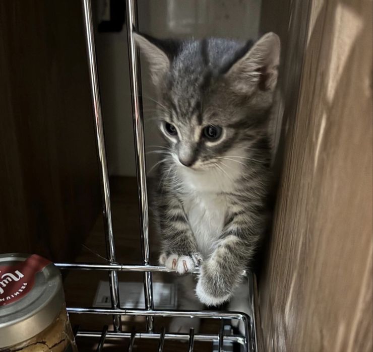 Adoptii pui de pisica