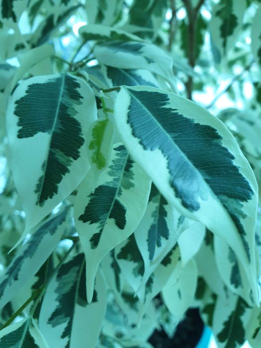 Ficus Benjamin Variegata