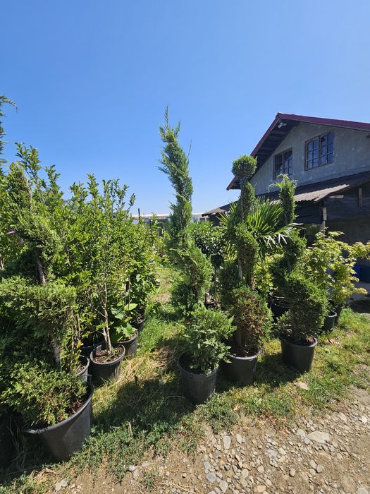 Tuia  leylandii plante