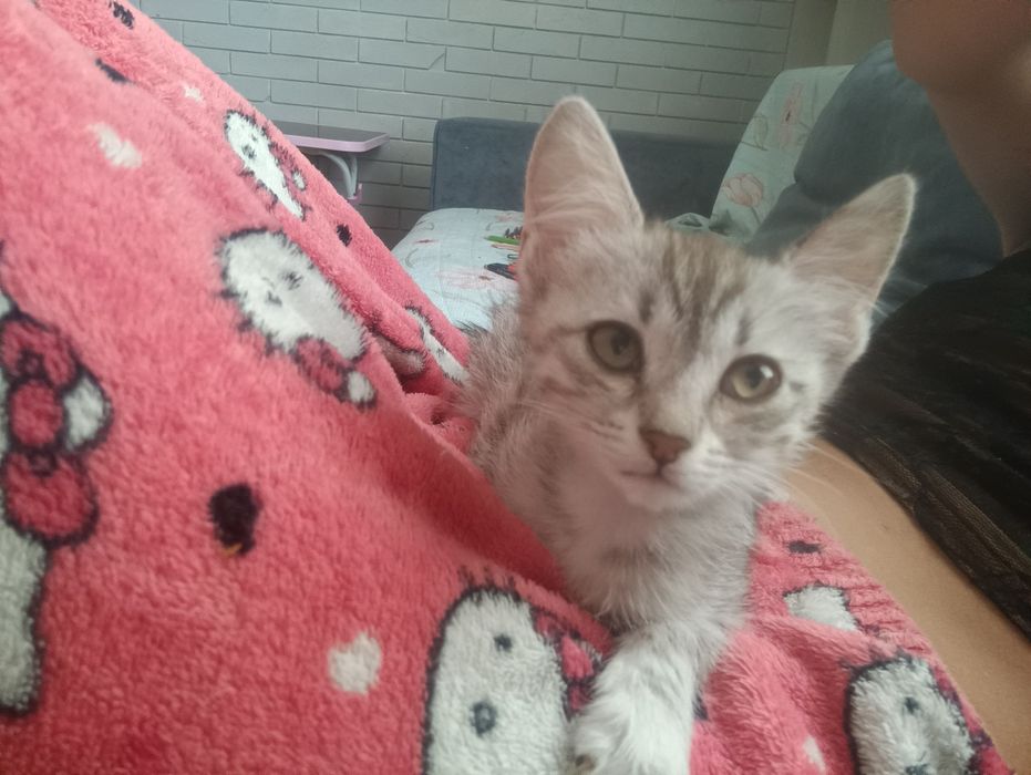 Котенок девочка бесплатно