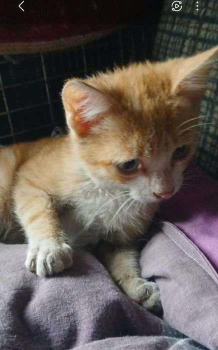 Котята мальчики 2 мес