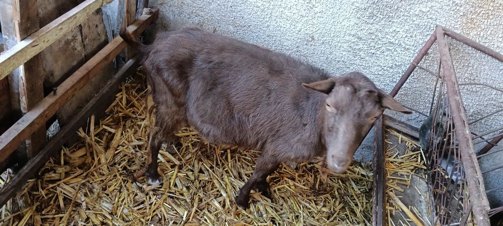 Продавам кози скозни и млечни